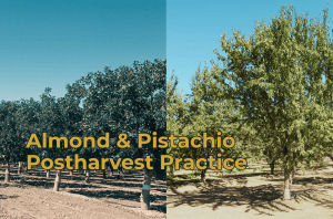 Pistachio and Almond Postharvest Practices